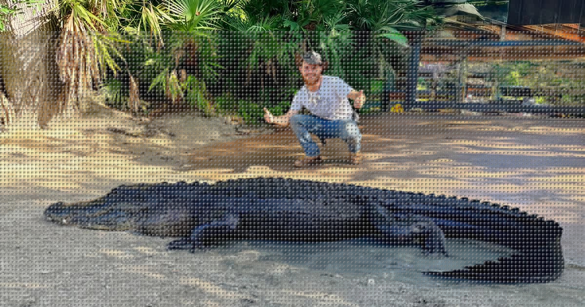 Gatorland welcomes rescued alligator after illegal feeding in the wild