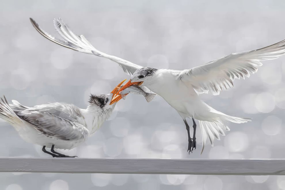 Stunning Winning Photos From The 2025 Audubon Bird Photography Awards