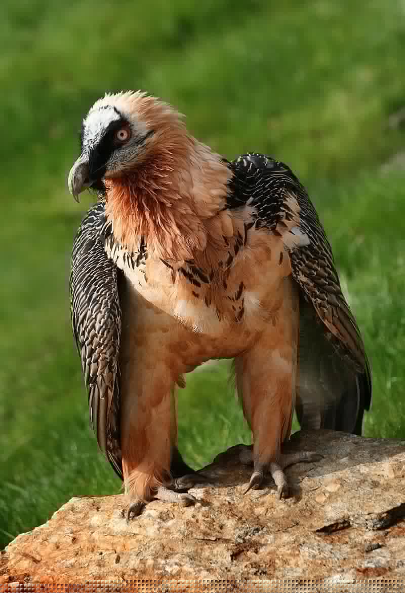 Animals - Bearded Vulture