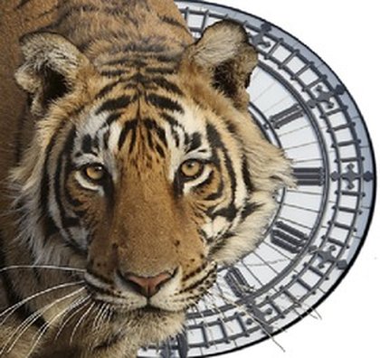 Spotlight: TigerTime's Celebrity Supporters