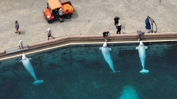 Everyone Hates Marineland. Canadian Farkers - that damn song is rent free in your head [Sad]