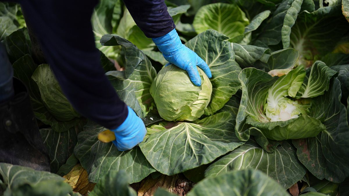 Rotes Fleisch nur einmal pro Woche: So bleiben wir länger gesund und retten den Planeten