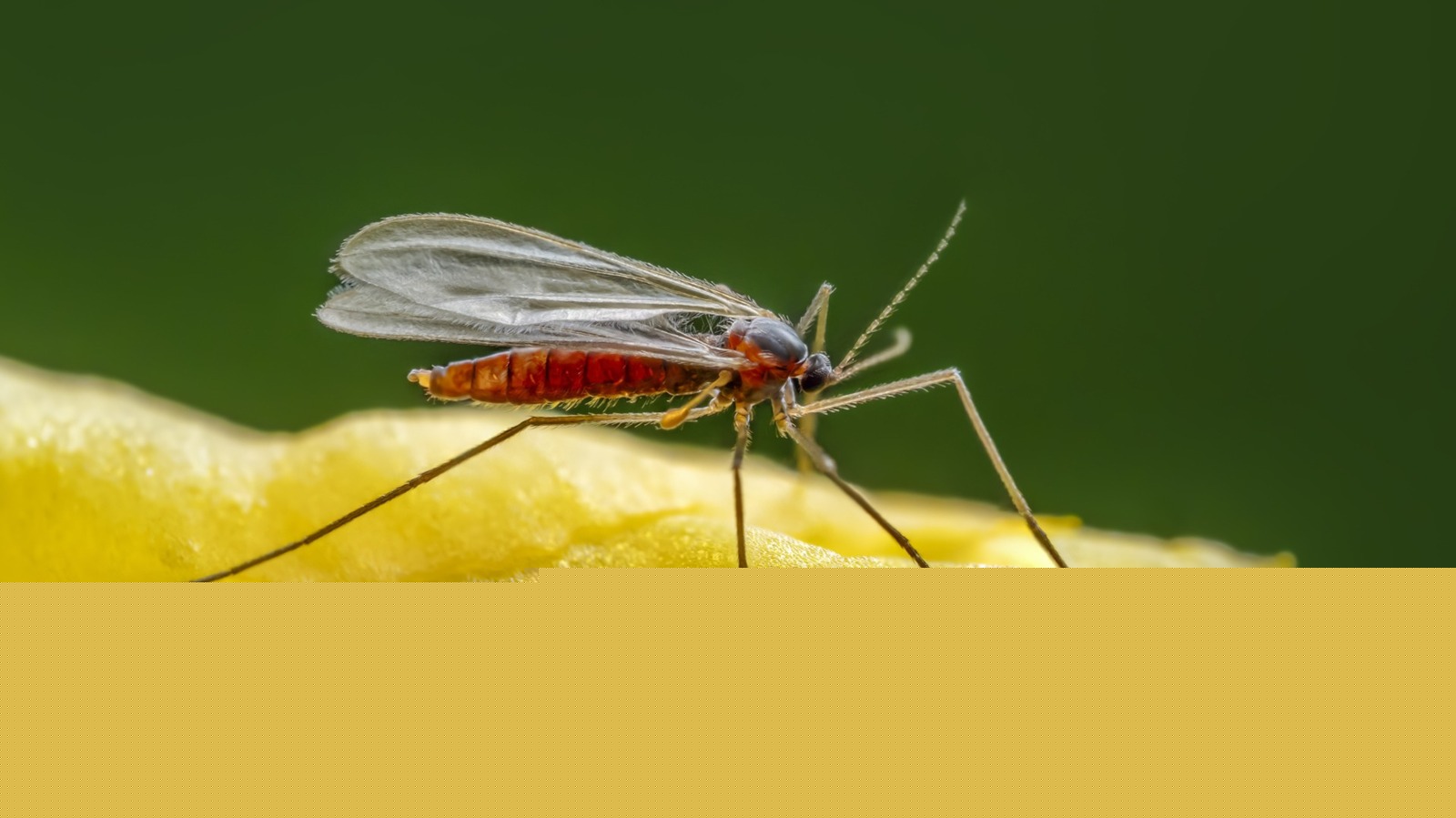 These Tiny Bugs Are Having A Huge Effect On Florida's 100-Year-Old Tree Infestation