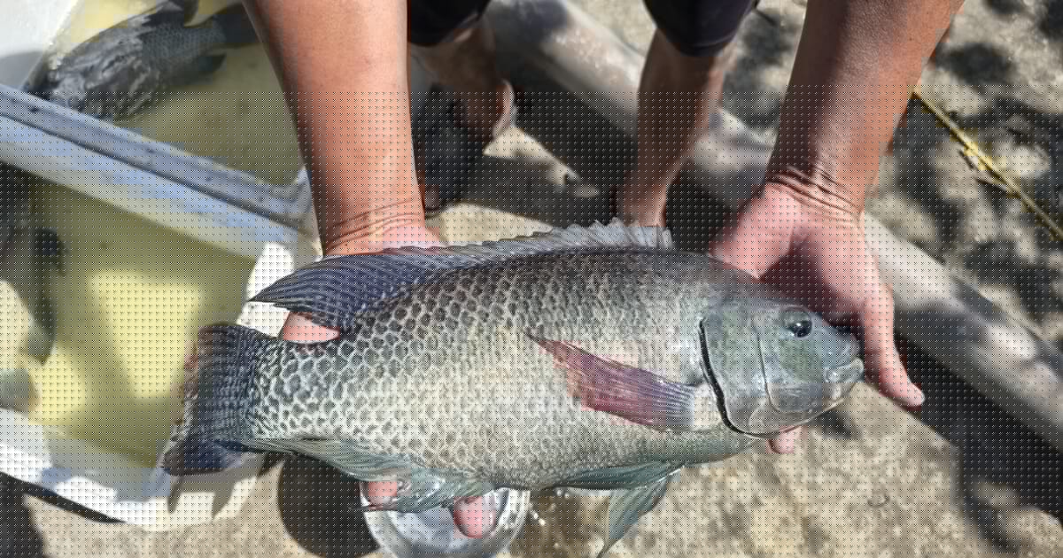 Marine tilapia: on the cusp of a breakthrough?