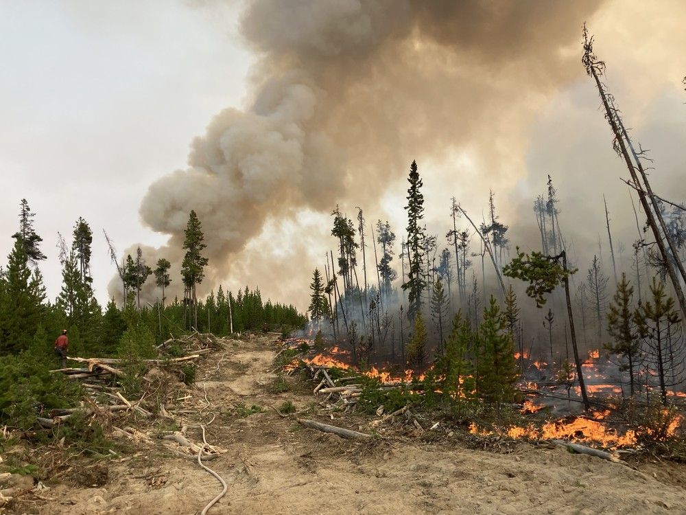 B.C. climate news: Study says B.C. faces dire economic consequences unless it reduces wildfire risk | Famed conservationist Jane Goodall dies at 91 | Legal challenges claim B.C. natural gas pipeline hasn’t been ’substantially started’