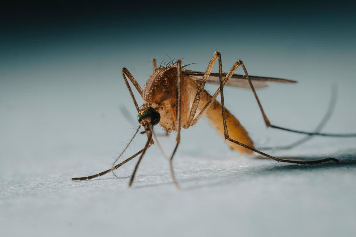 North Dakota Reports West Nile Virus Detection In Mosquitos