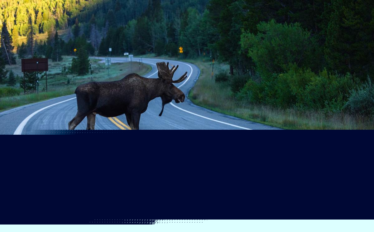 New England's Wild Side: Dangerous Animals in NH, ME & MA