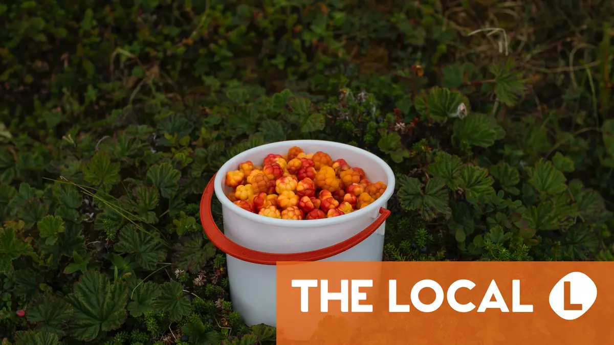 The rules for foraging for fruit and mushrooms in Norway