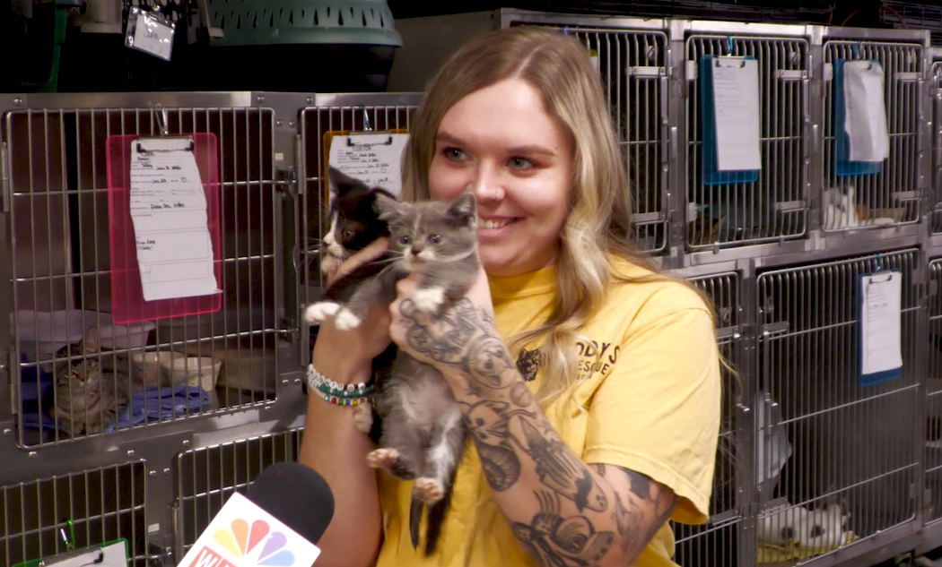 Maddy’s Cat Rescue: Finding Forever Homes