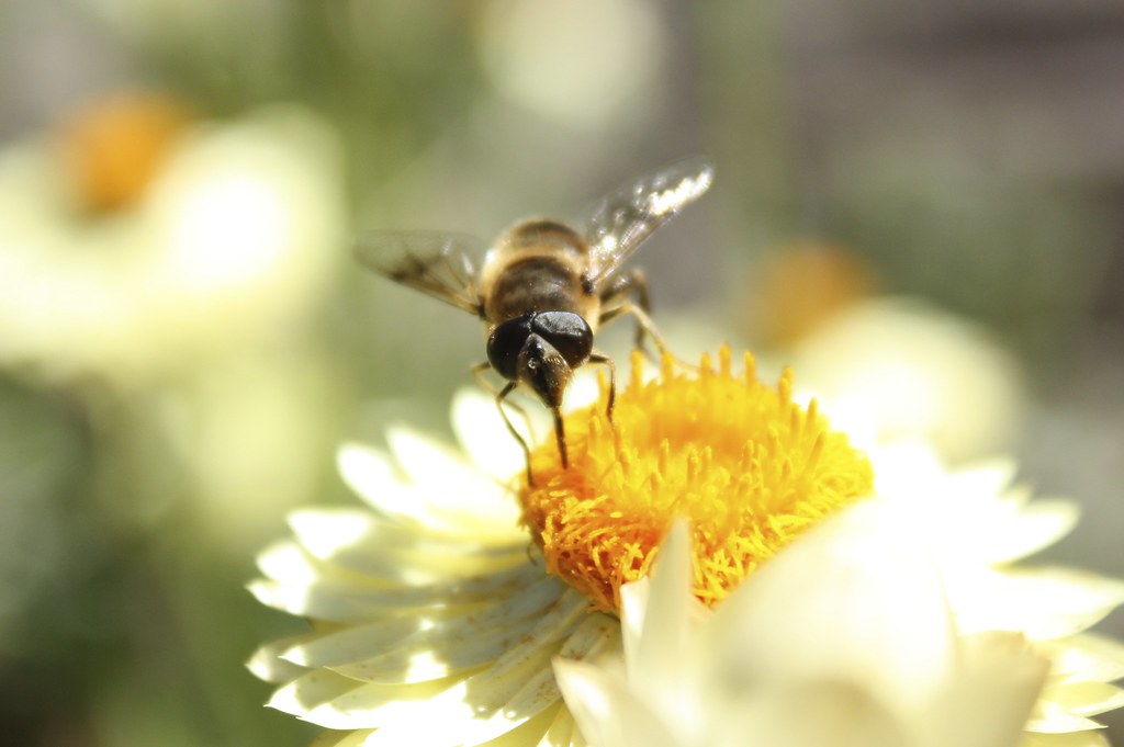 Local farm needs a ride for queen bees