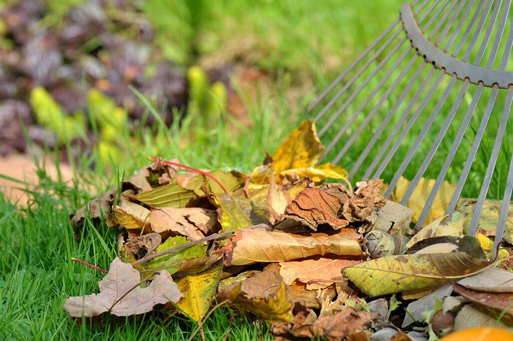Que faire des feuilles mortes au jardin?