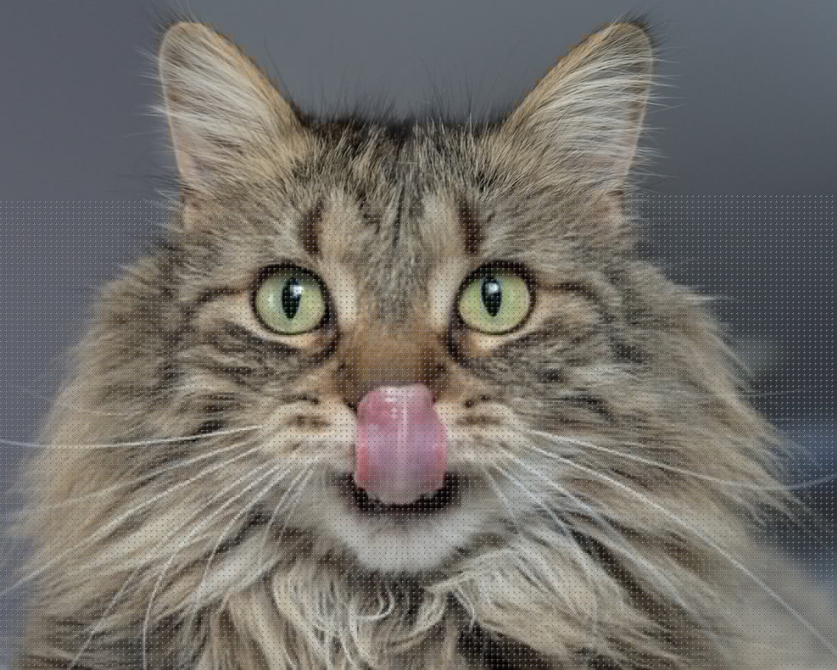 This Michigan Baseball Team is About to Host Its First Ever Cat-Friendly Game