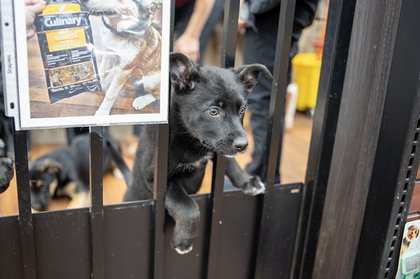 Puppy kisses and purpose: Tails of Love Gala returns for second year