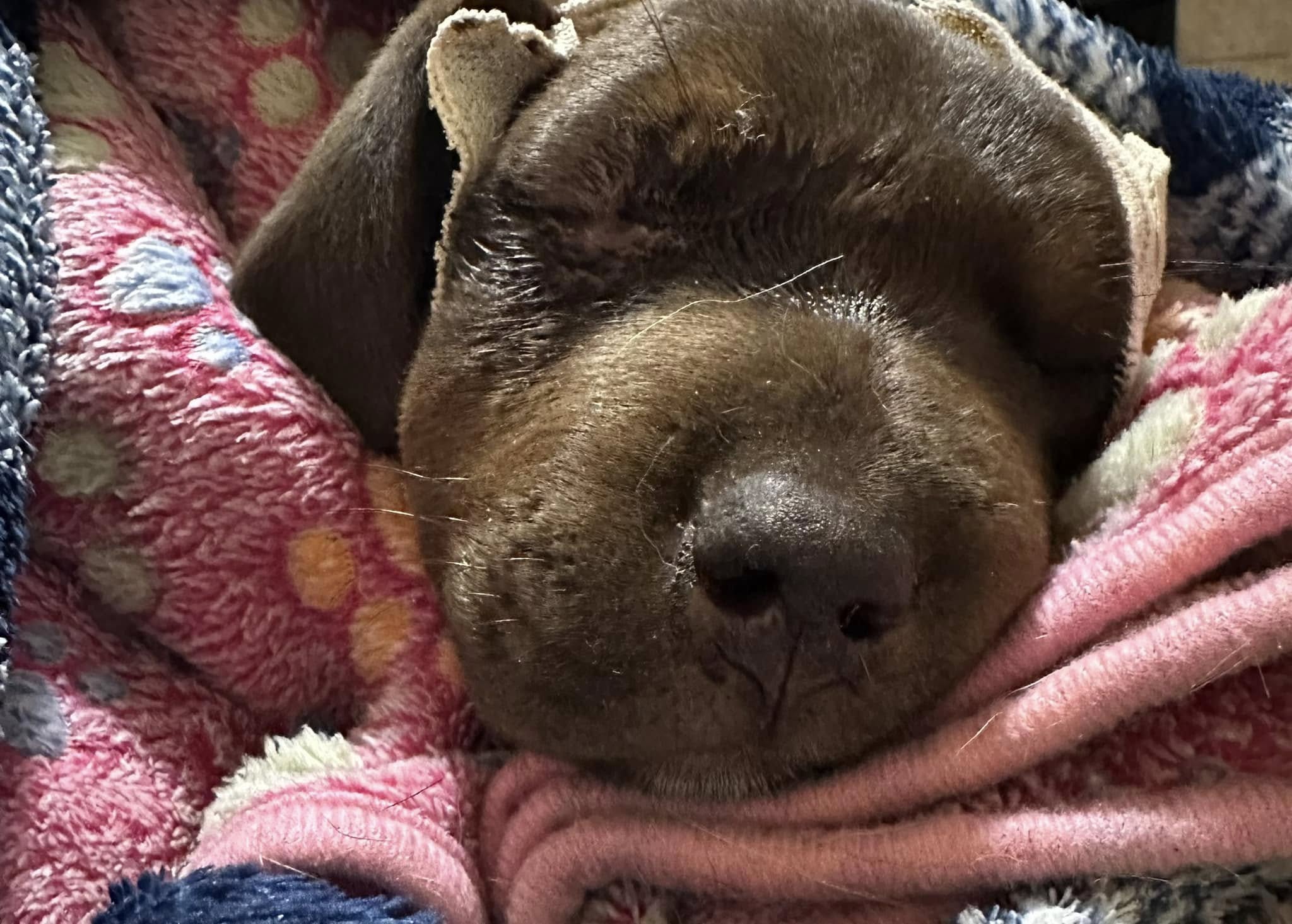 Jury reached guilty verdict within 30 minutes for man who abused puppy ‘Sweet Pea’