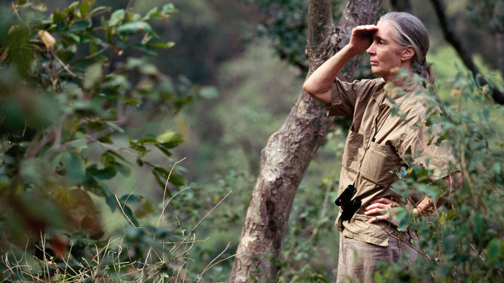 Comment on A new exhibit invites you to step into Jane Goodall’s life by What Jane Goodall educated me about bones, loss and not throwing away anything – Blog