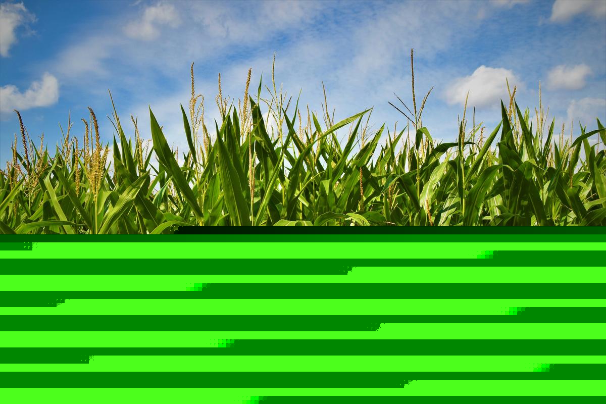 It's the Corns Fault We're All Miserable Right Now!