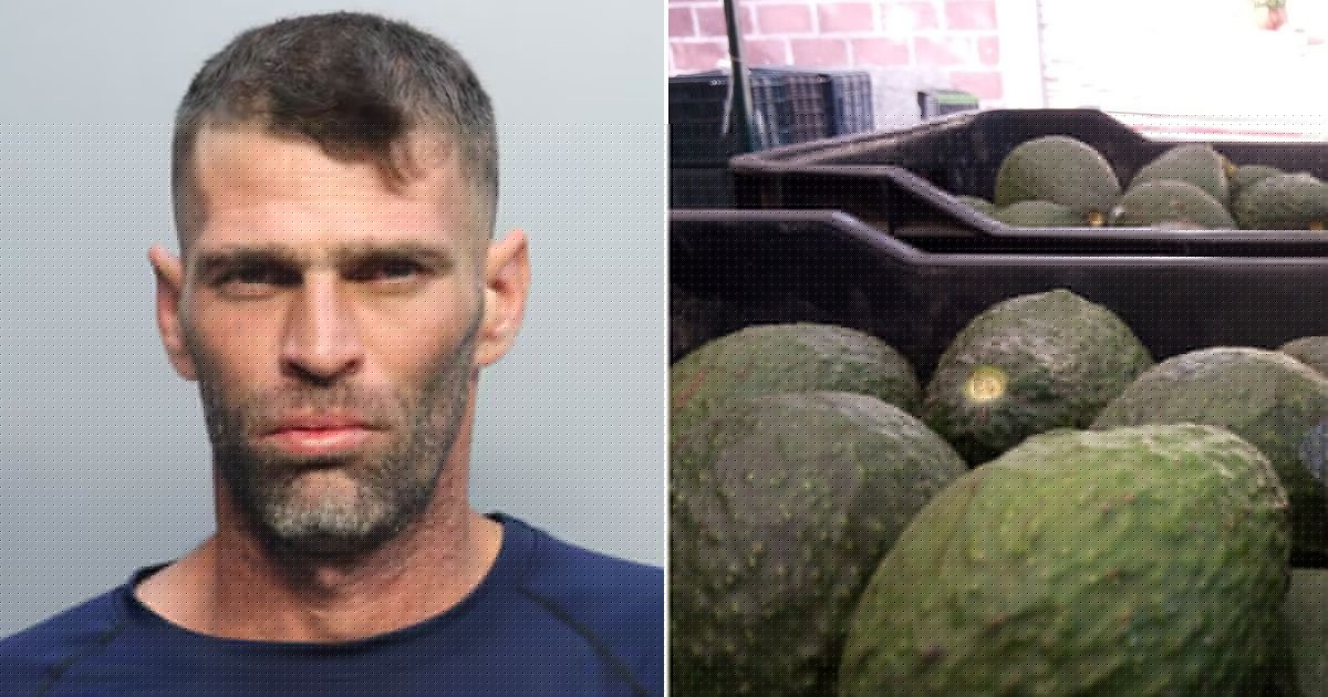 Man from Hialeah Charged for Allegedly Stealing 142 Avocados from Miami-Dade Farm