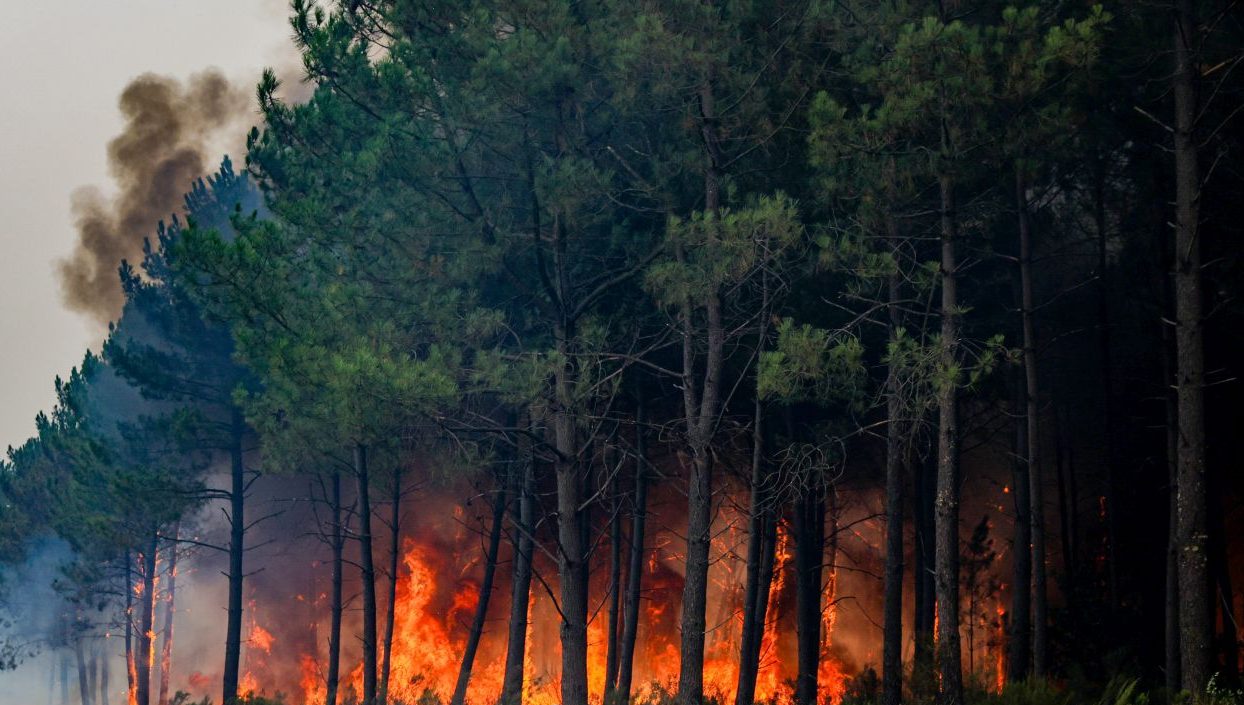 Incendi, WWF “Nel 2026 in Italia ettari bruciati in aumento del 133% rispetto a media ultimi 20 anni”