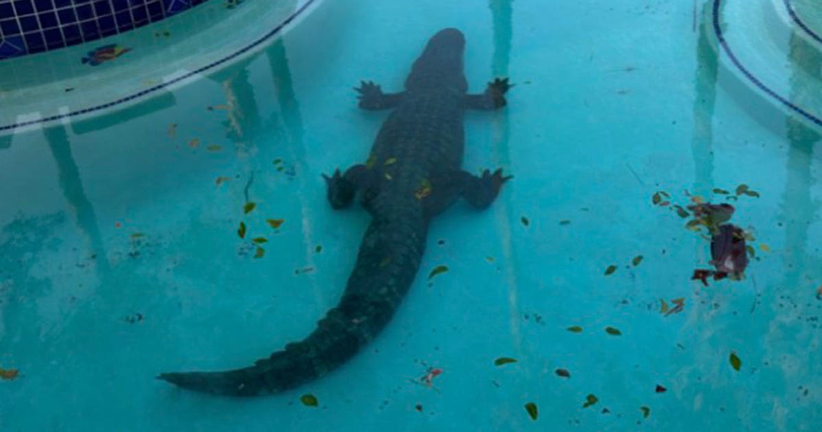 Large alligator with ‘old bullet hole’ found lounging in Texas pool
