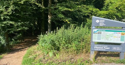 Popular forestry to close temporarily for tree felling