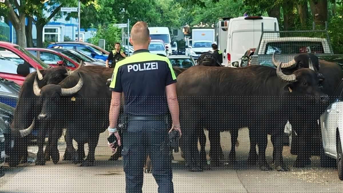Berlin: Wasserbüffel büxen aus und laufen durch Wohngebiet