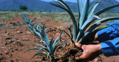Agave Landscape and Ancient Industrial Facilities of Tequila