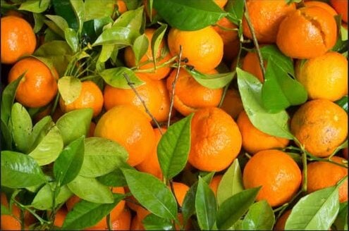 Controversial intensive farming project approved in protected area of Alentejo