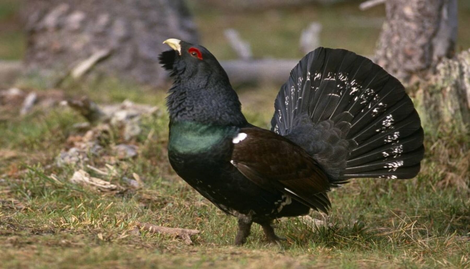 Medio millón para impulsar la conservación del urogallo en el Centro de Valsemana en León
