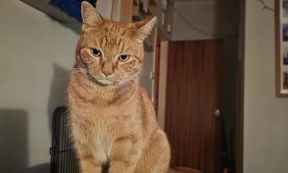 £1,300+ raised for hernia-stricken cat left at Dundee scheme by family when they moved out