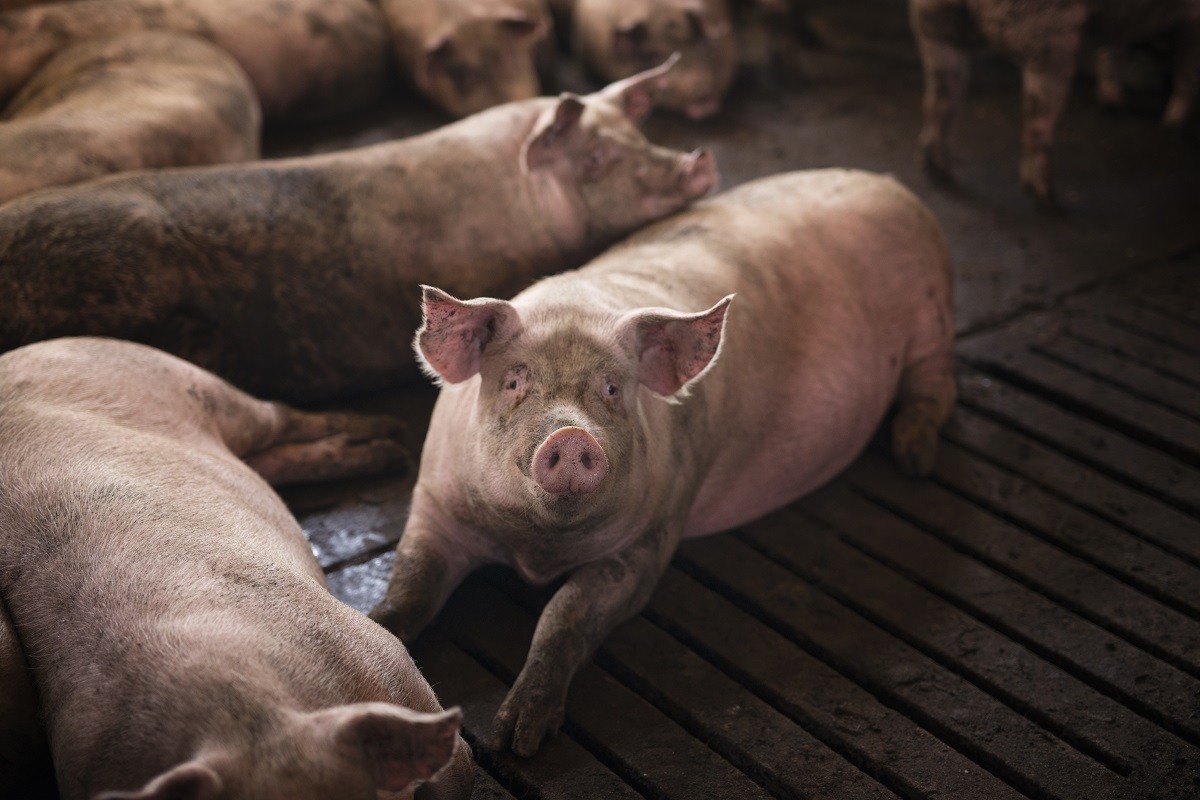13.000 de porci au murit într-un incendiu uriaș provocat de o dronă rusească în nord-estul Ucrainei. Animalele erau adăpostite în opt clădiri