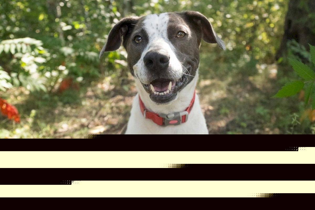 Jack Is A 47-pound Pit Mix At St. Cloud’s Shelter Who Loves Kids And Naps