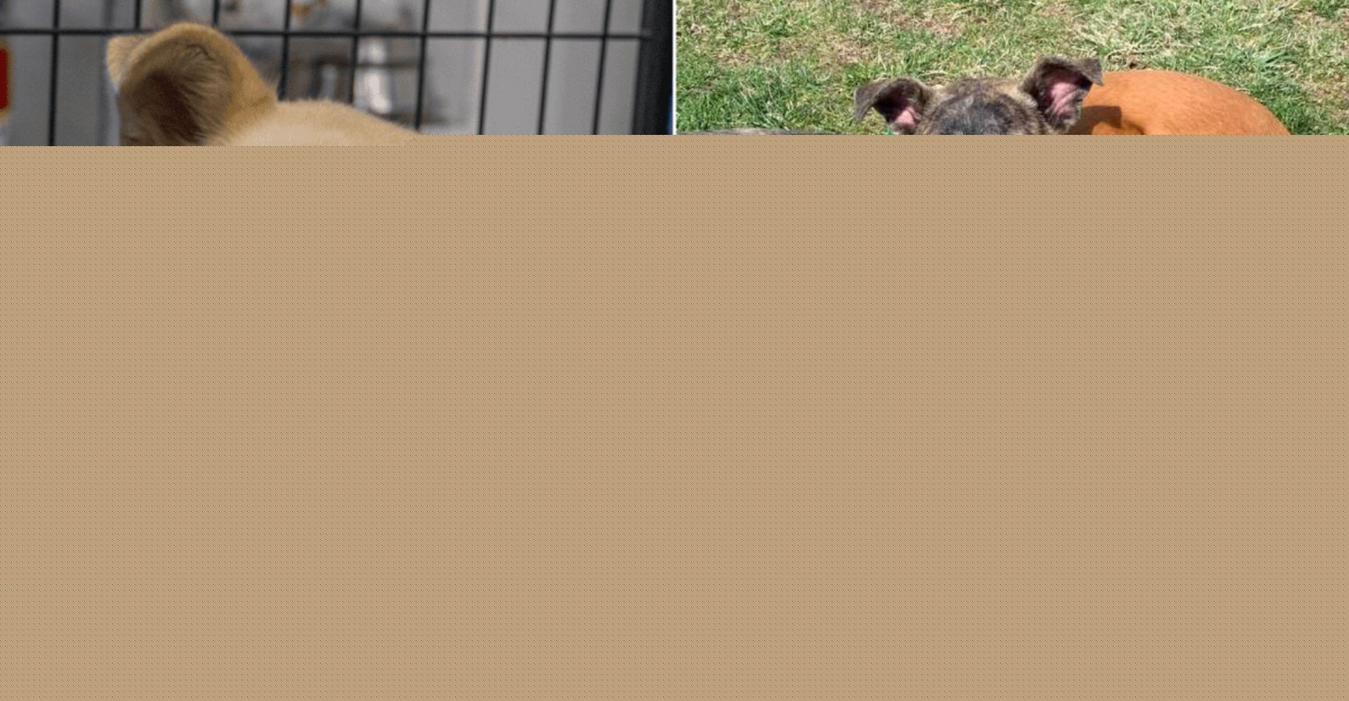 9 Smaller Dog Rescues In Connecticut Doing Incredible Work Behind The Scenes