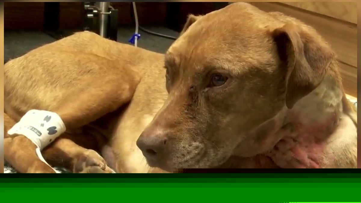$2,500 Reward Now Offered In Horrific Wisconsin Dog Abuse Case