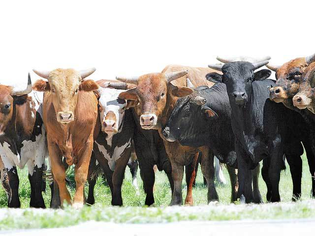 Studiu: agricultura, principalul vinovat pentru defrişările din ultimele două decenii. România, însă, are una dintre cele mai mari suprafeţe de păşuni din UE şi vacile de carne au unde să pască fără să fie tăiaţi copaci