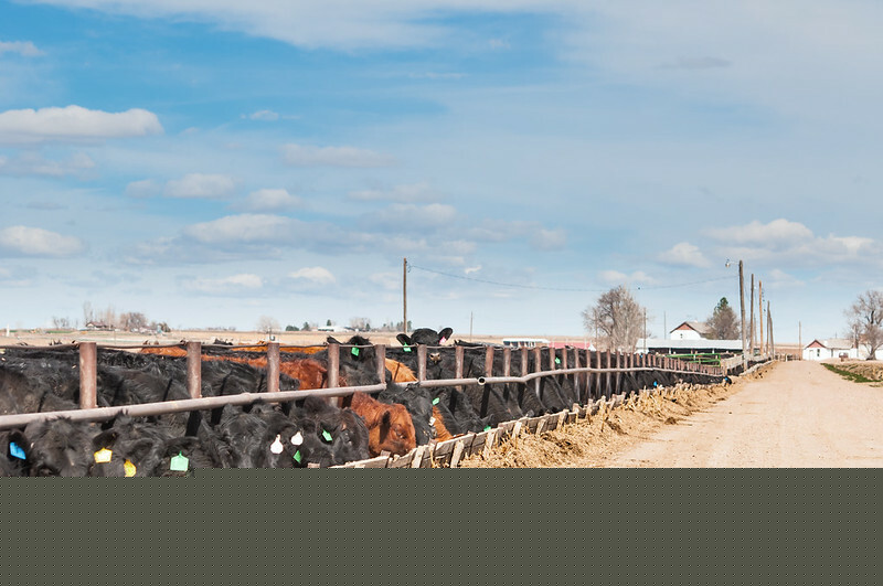 Hog futures mixed as cooler weather eases supply concerns - CME