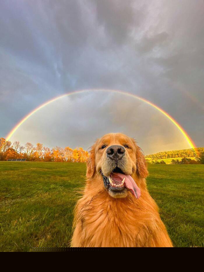 ‘We Rate Dogs’: 40 Photos That Prove Every Pup Deserves A 10/10