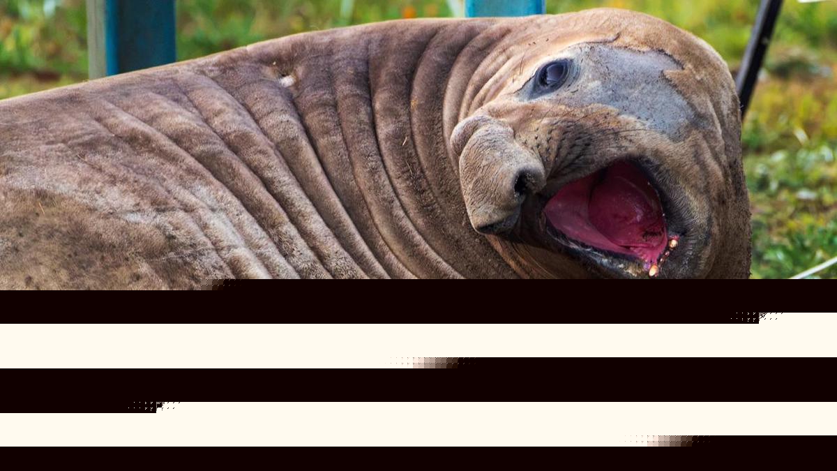 Neil the seal's beachside visit and damage bill tallied