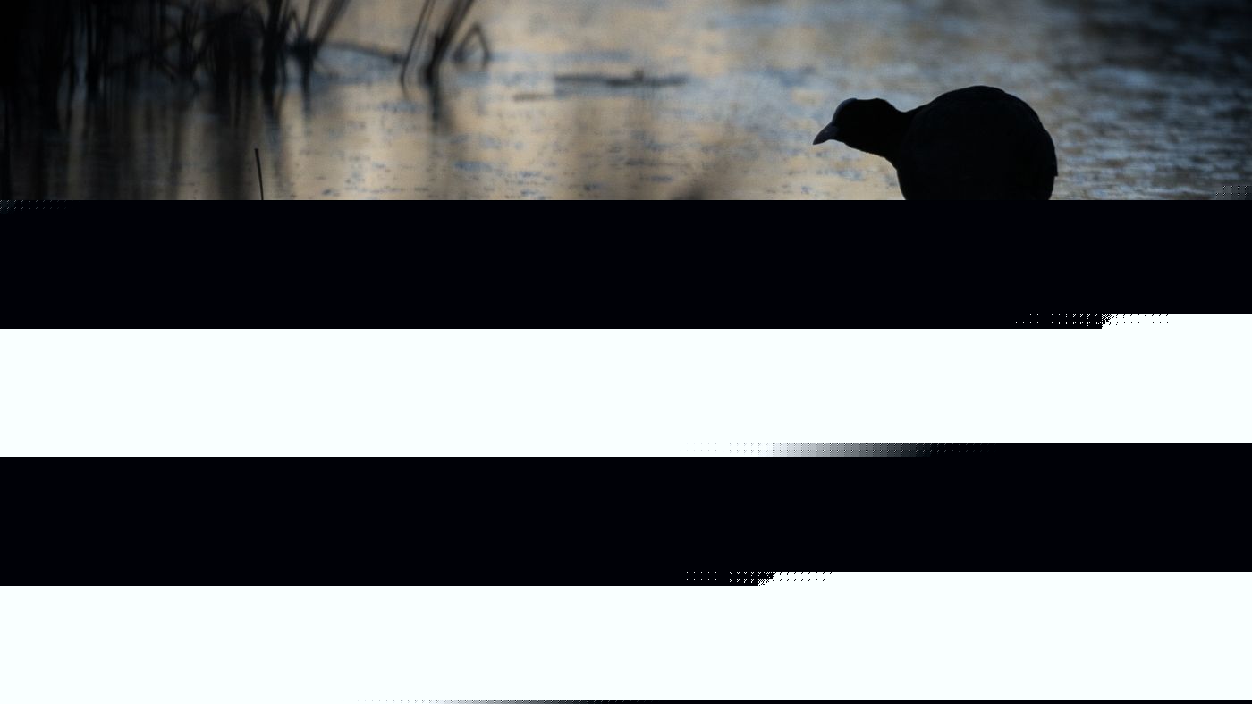 Photographer Robert Canis spent 30 years shooting one nature reserve: here's what that patience can teach the rest of us