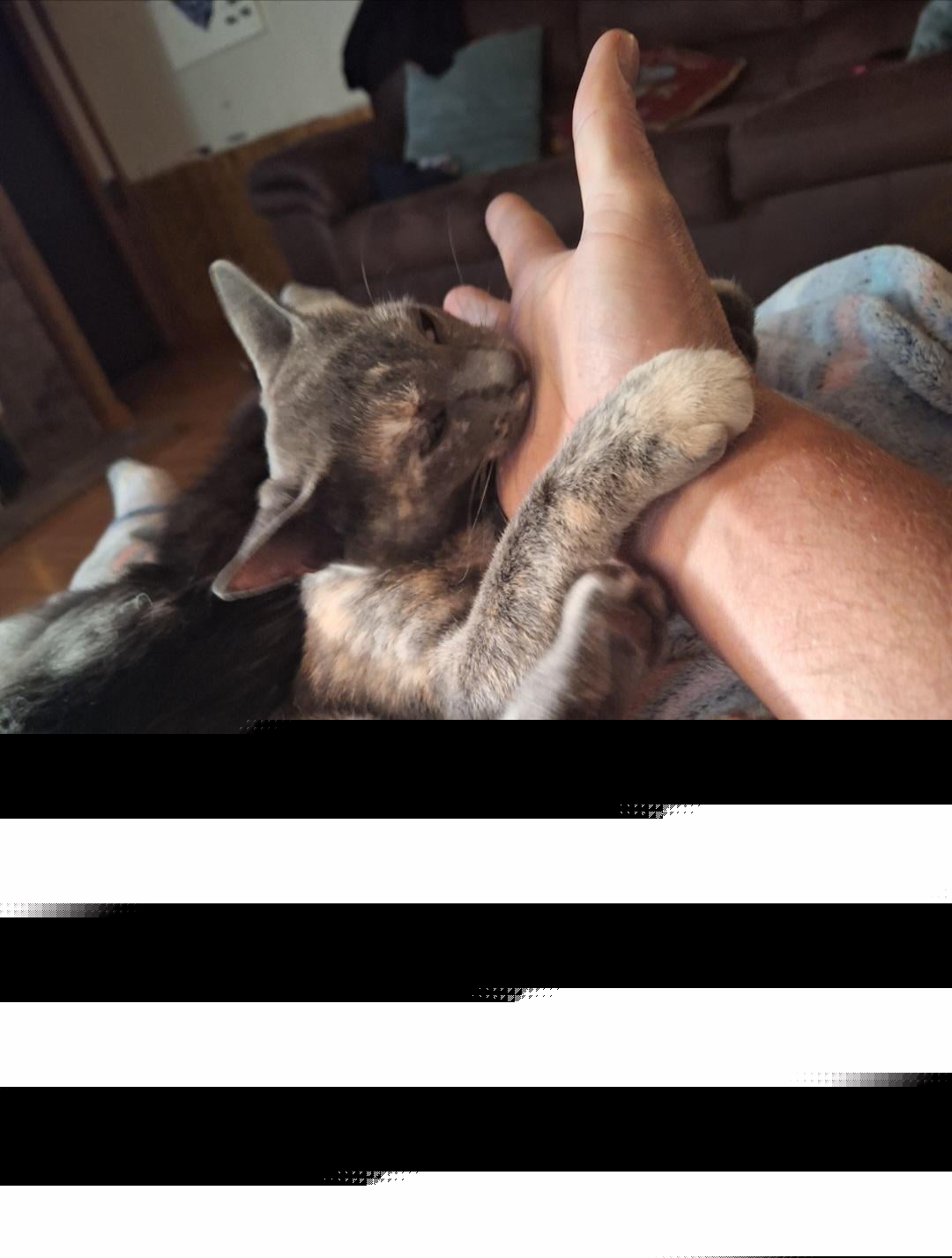 Cats - Fell for it