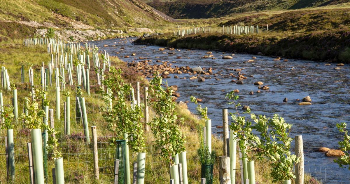 Over £30k awarded to help improve river woodland across Ayrshire