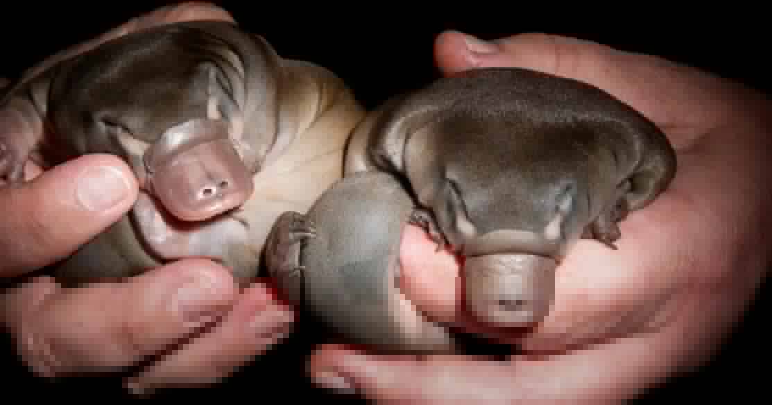 Dam release to raise river levels as WaterNSW prepares for platypus breeding season