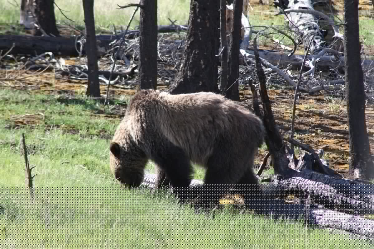 Montana’s Huckleberry Season Is Here, But So Are the Bears