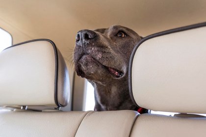 Why leaving your dog in a car can be deadly