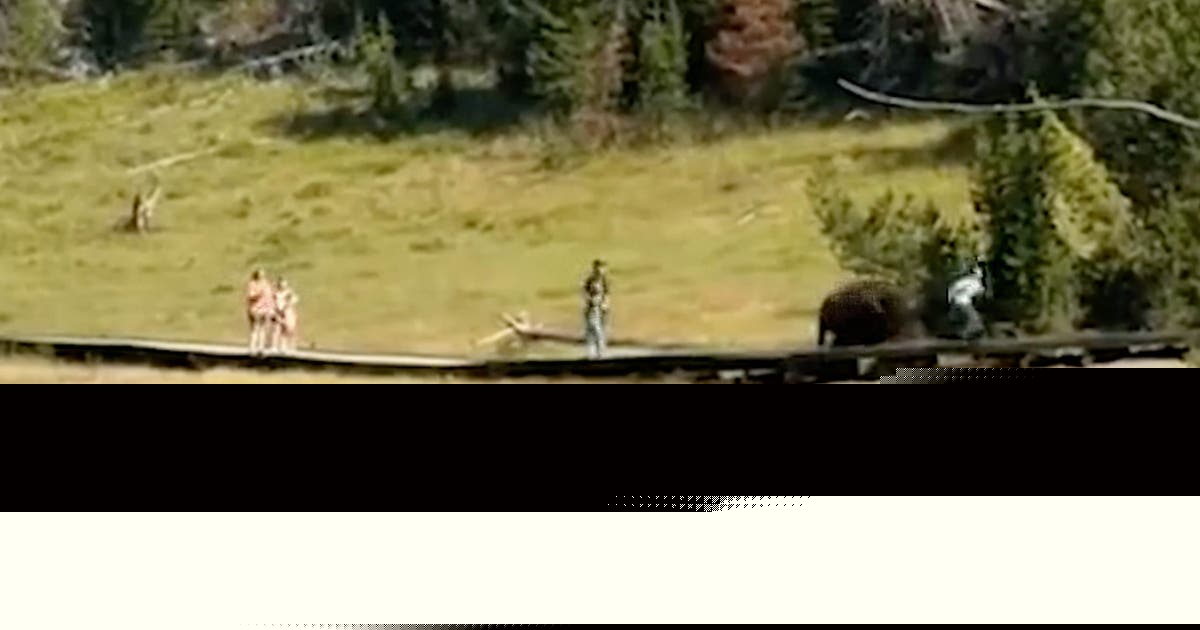 Watch: Bison chases child at Yellowstone National Park during terrifying close encounter