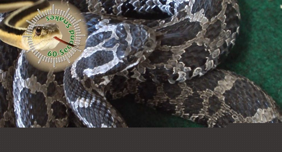 DNR: leave this snake alone