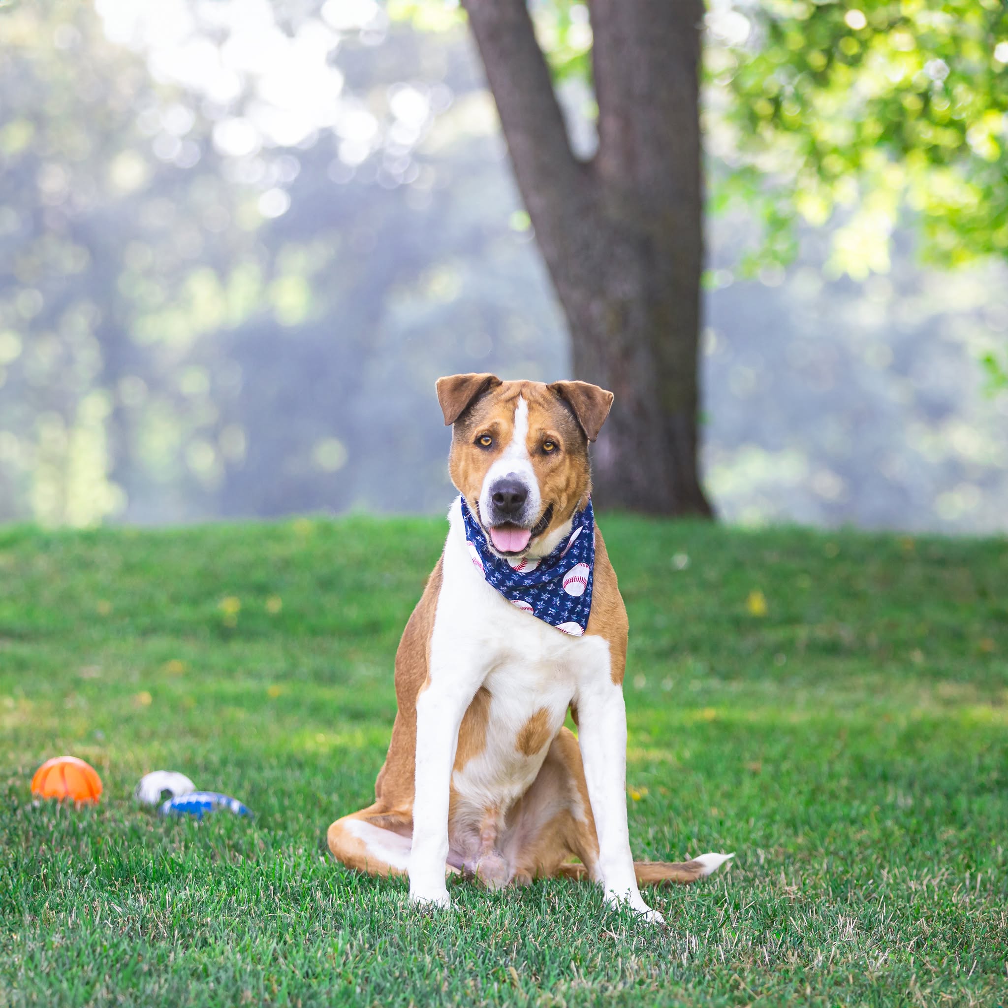 Dog knew better choosing his own family even though he didn’t fit parameters