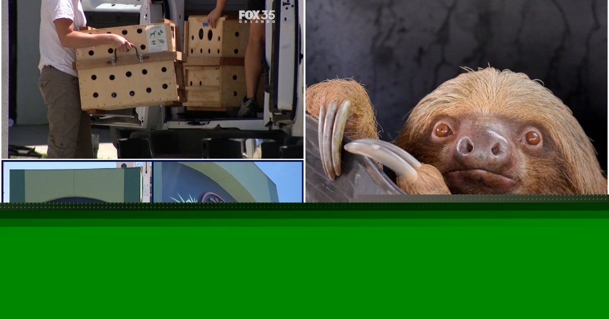 Sloth World Orlando: Investigation almost complete, findings expected in a few weeks, sheriff's office says
