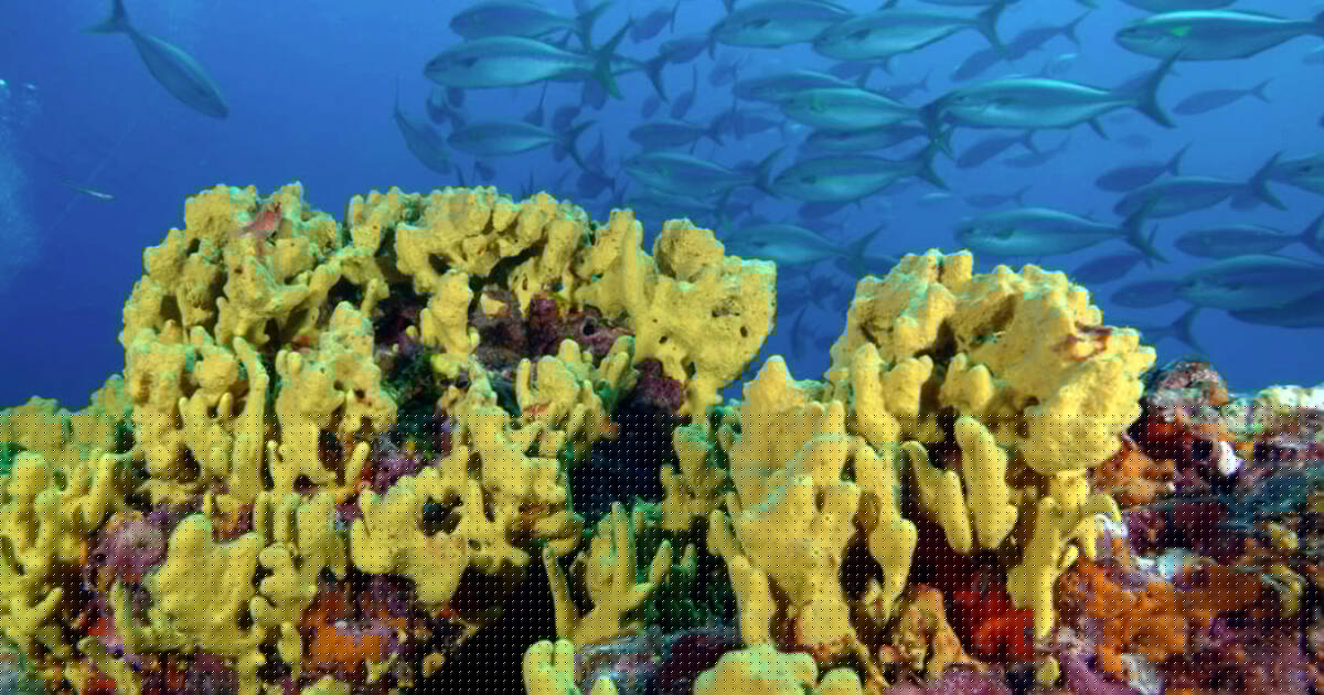 Coiba National Park and its Special Zone of Marine Protection