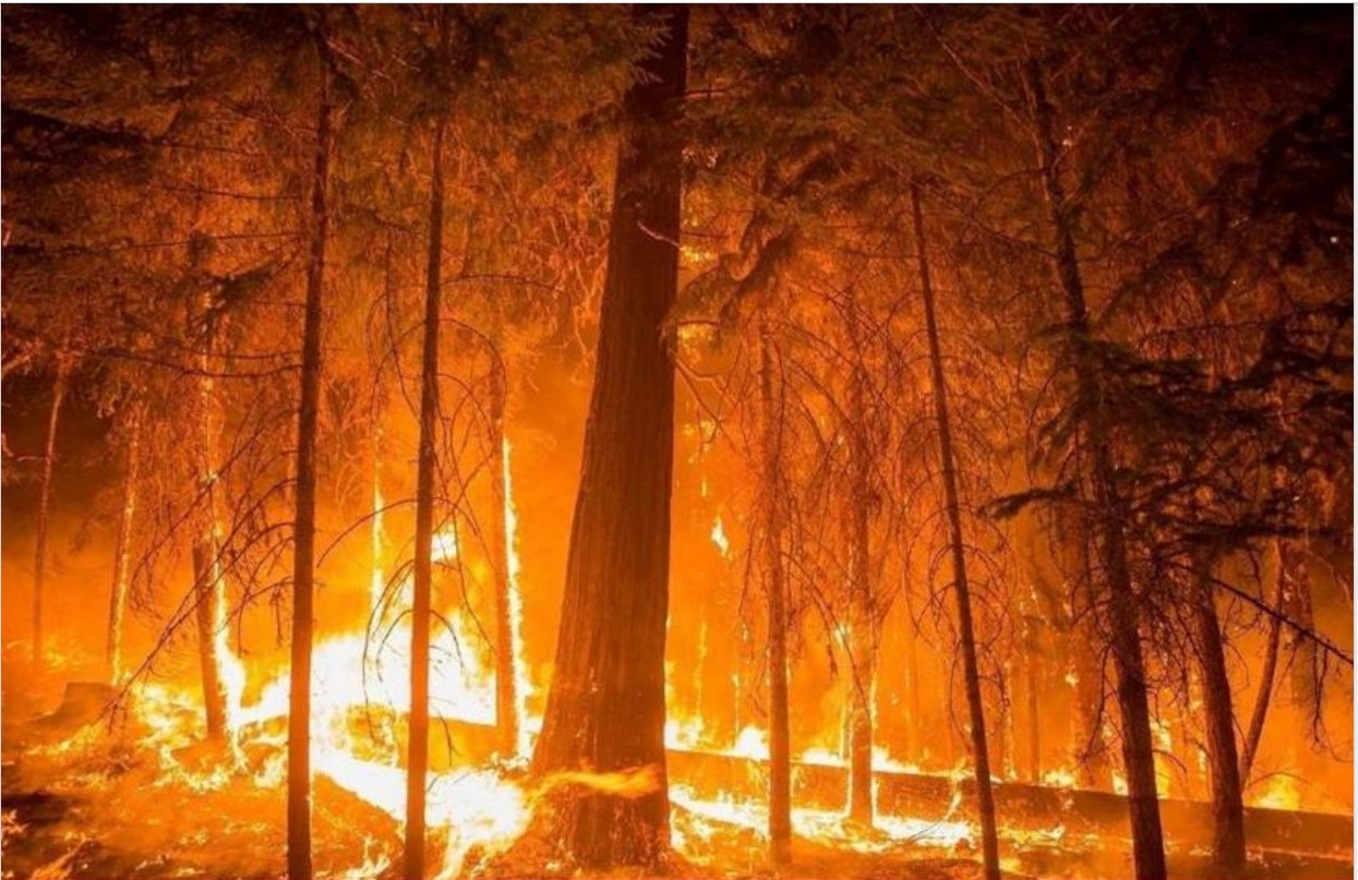 Incendi boschivi, da metà giugno quasi 66mila interventi dei Vigili del Fuoco