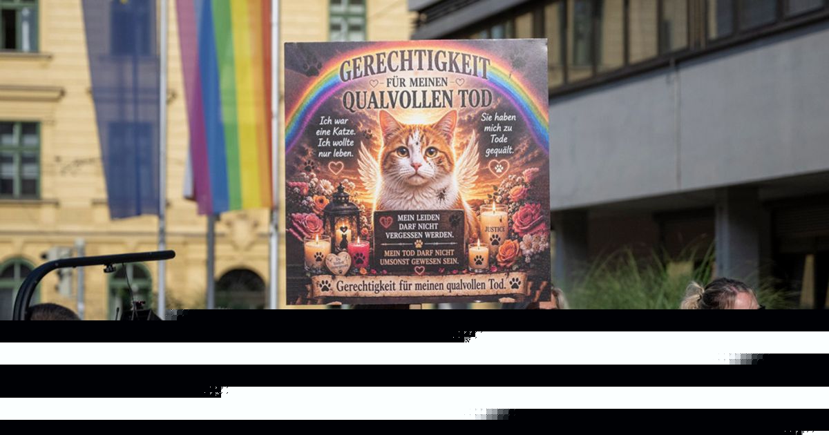 Kater „Schmotzer“: Tierärztekammer fordert zuständige Behörden zur Prüfung auf
